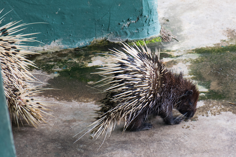 Malayan porcupine (Hystrix brachyura); DISPLAY FULL IMAGE.