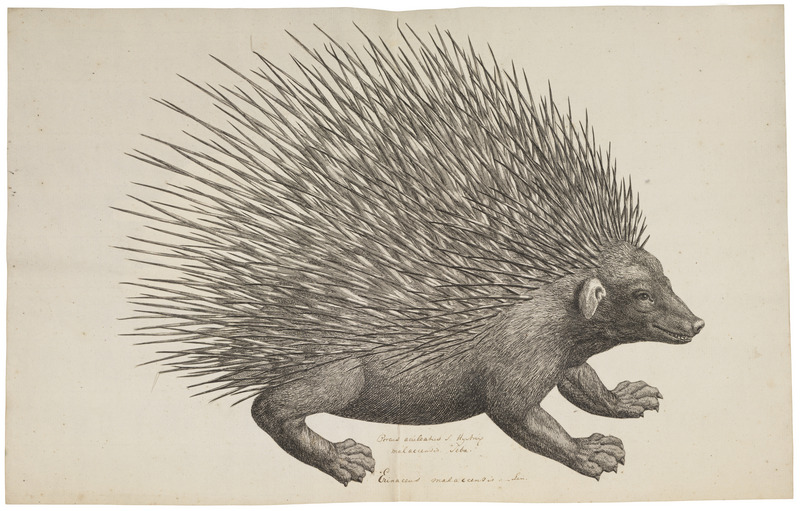 Malayan porcupine (Hystrix brachyura); DISPLAY FULL IMAGE.