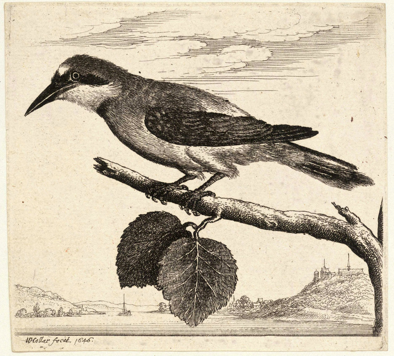 Eurasian jay (Garrulus glandarius); DISPLAY FULL IMAGE.