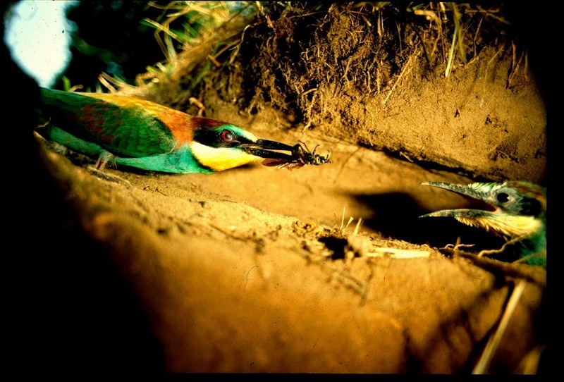 European bee-eater (Merops apiaster); DISPLAY FULL IMAGE.