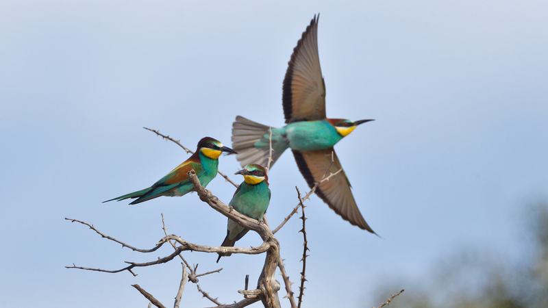 European bee-eater (Merops apiaster); DISPLAY FULL IMAGE.