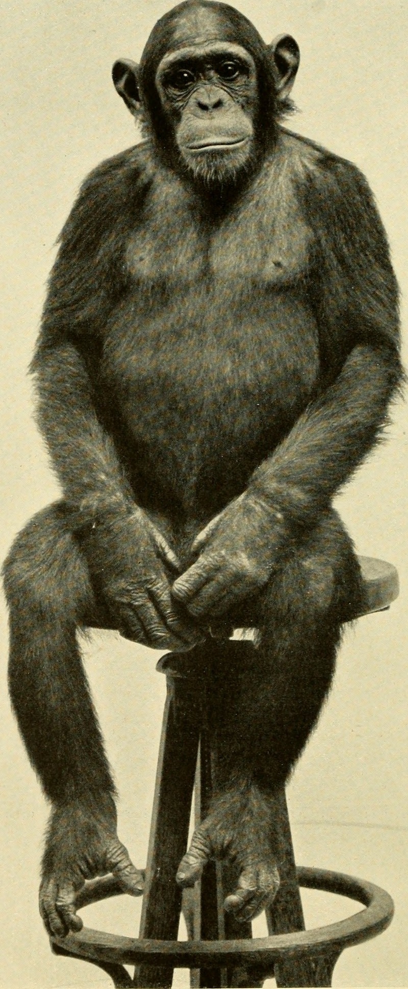 common chimpanzee (Pan troglodytes); DISPLAY FULL IMAGE.