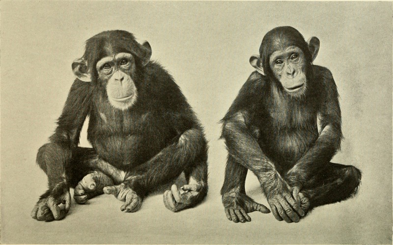 common chimpanzee (Pan troglodytes); DISPLAY FULL IMAGE.