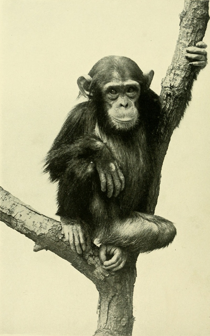 common chimpanzee (Pan troglodytes); DISPLAY FULL IMAGE.