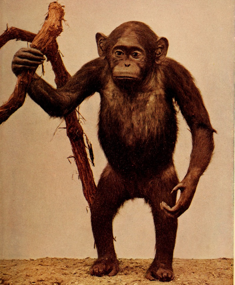 common chimpanzee (Pan troglodytes); DISPLAY FULL IMAGE.