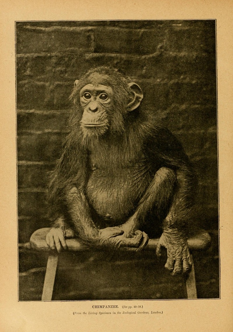 common chimpanzee (Pan troglodytes); DISPLAY FULL IMAGE.