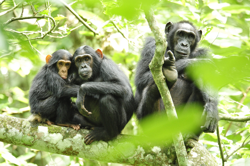 common chimpanzee (Pan troglodytes); DISPLAY FULL IMAGE.