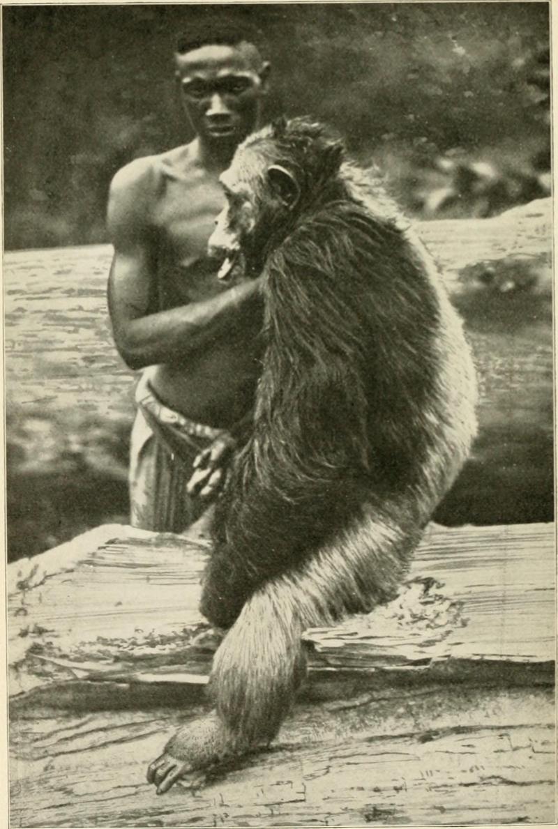 common chimpanzee (Pan troglodytes); DISPLAY FULL IMAGE.