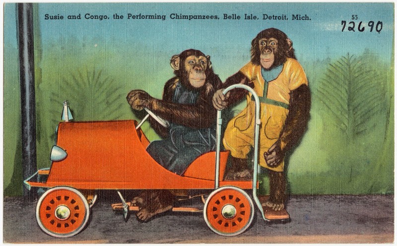 common chimpanzee (Pan troglodytes); DISPLAY FULL IMAGE.