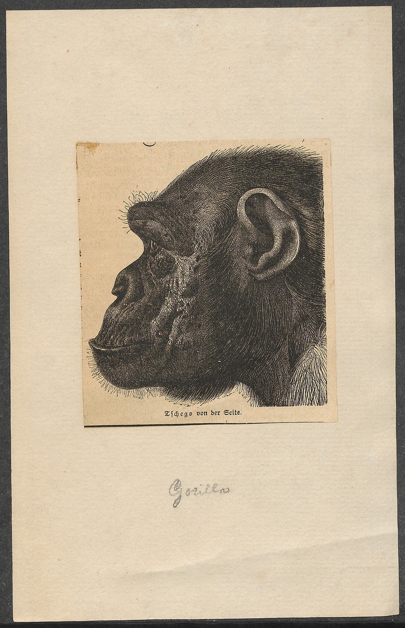 common chimpanzee (Pan troglodytes); DISPLAY FULL IMAGE.