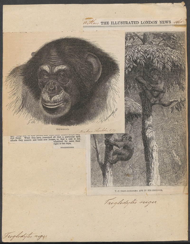 common chimpanzee (Pan troglodytes); DISPLAY FULL IMAGE.