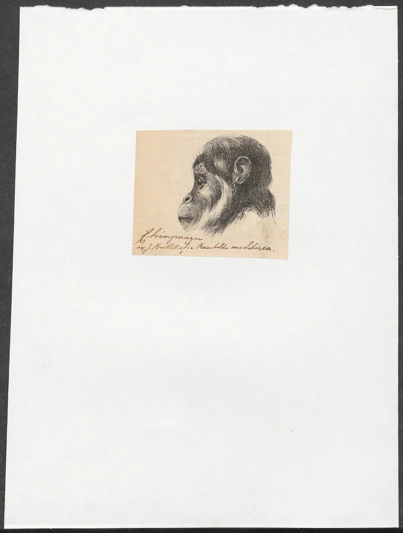 common chimpanzee (Pan troglodytes); DISPLAY FULL IMAGE.