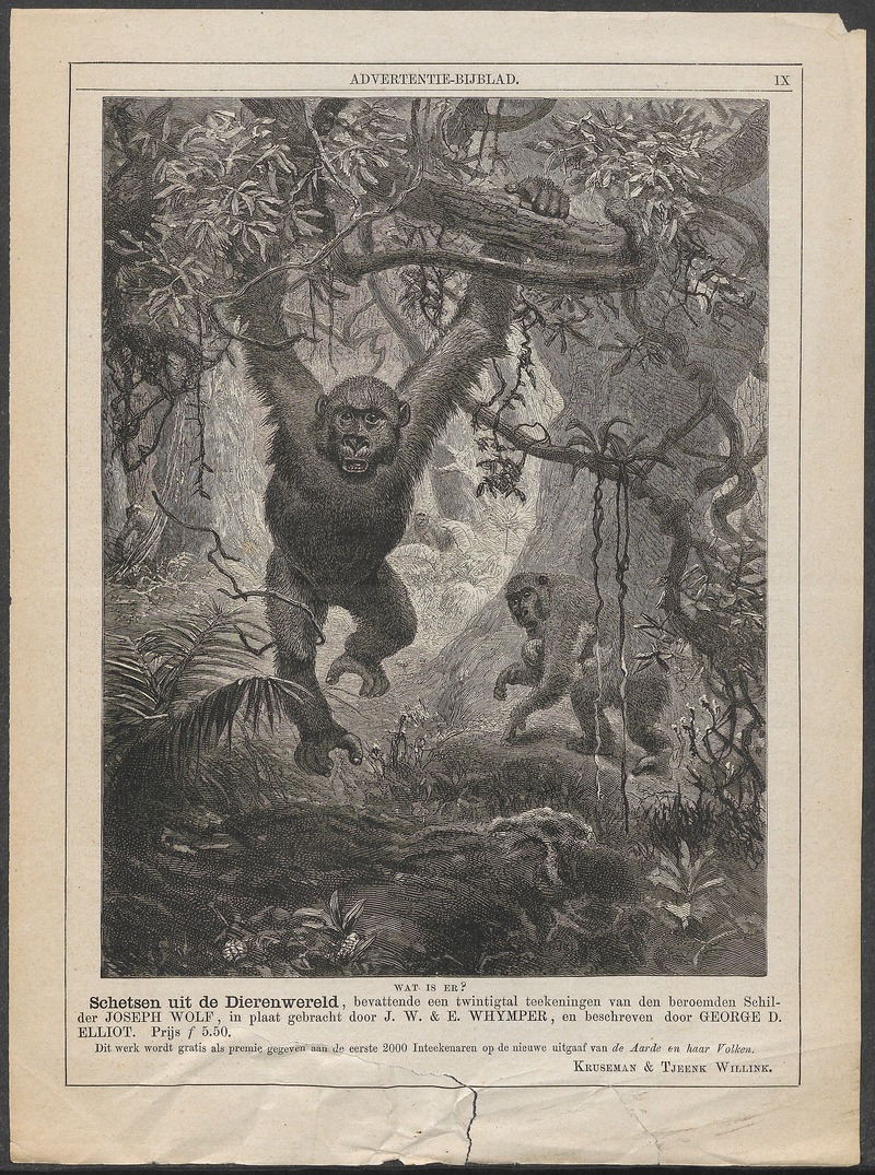 common chimpanzee (Pan troglodytes); DISPLAY FULL IMAGE.