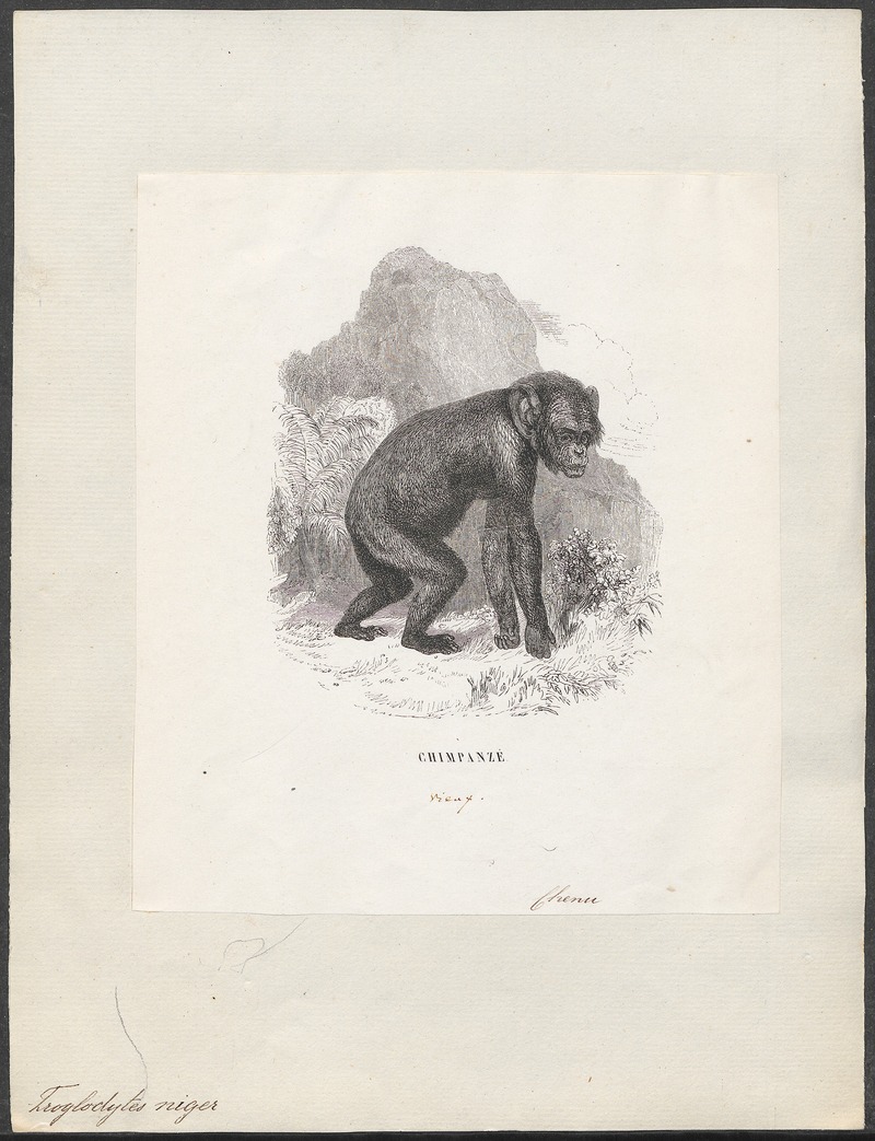 common chimpanzee (Pan troglodytes); DISPLAY FULL IMAGE.