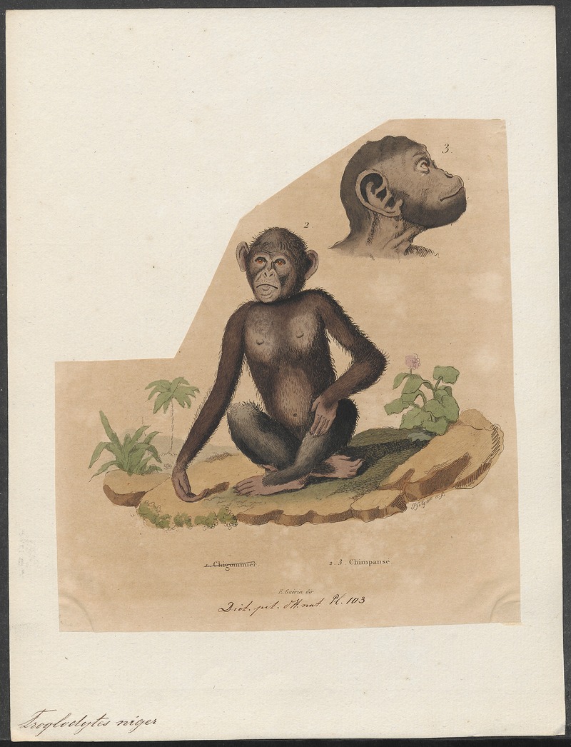 common chimpanzee (Pan troglodytes); DISPLAY FULL IMAGE.