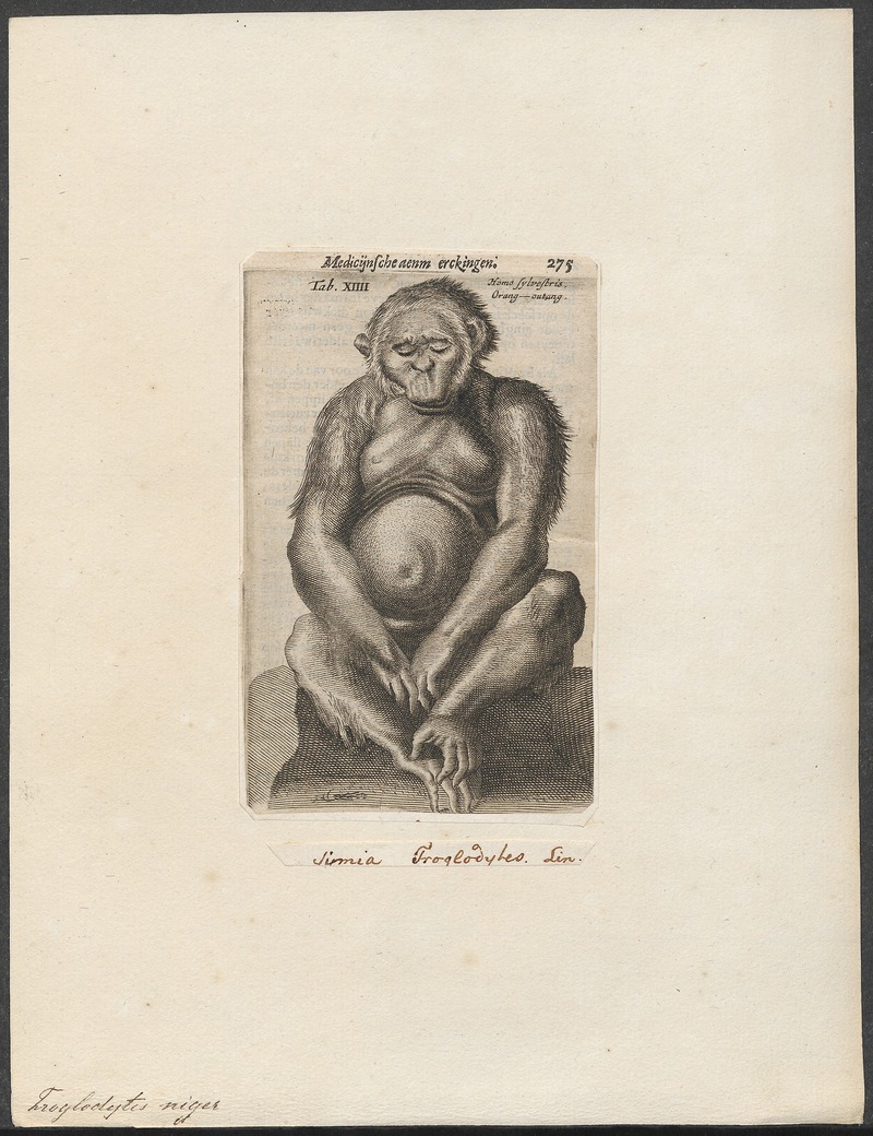 common chimpanzee (Pan troglodytes); DISPLAY FULL IMAGE.