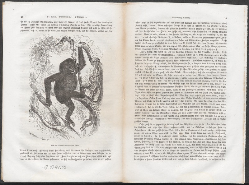 common chimpanzee (Pan troglodytes); DISPLAY FULL IMAGE.
