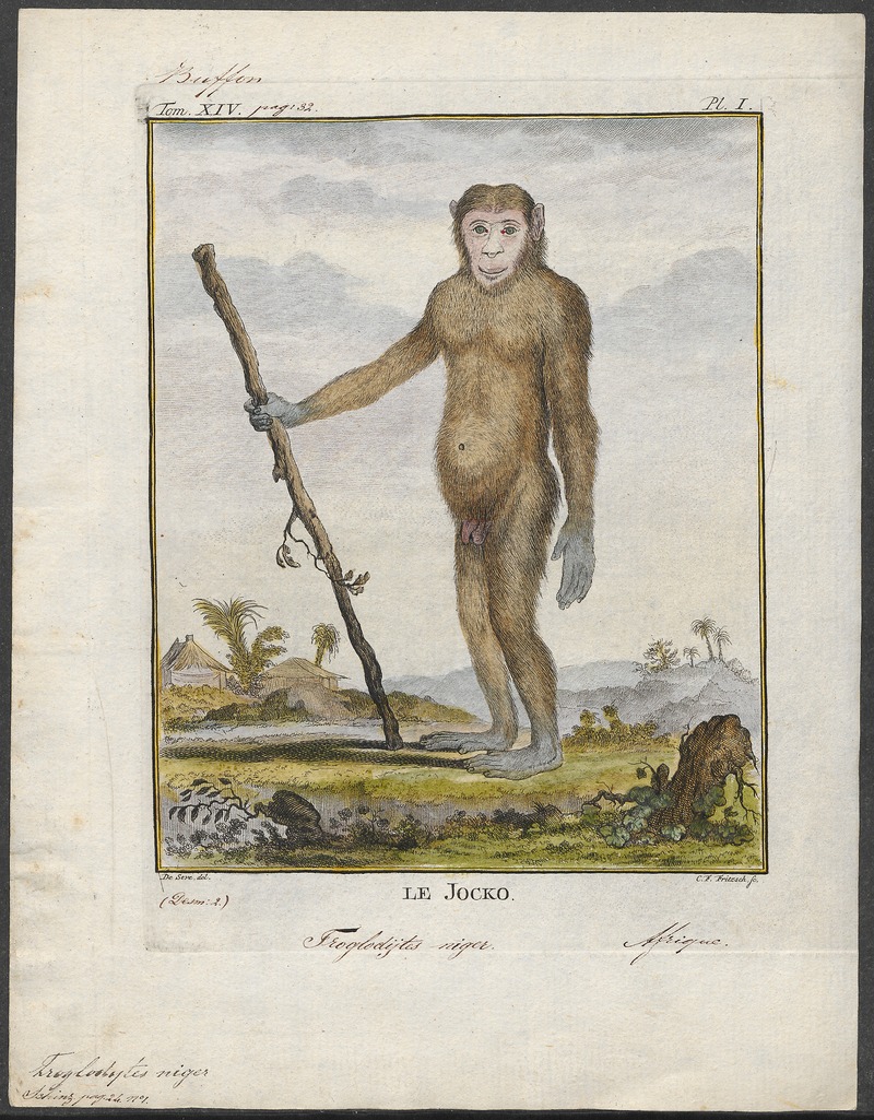 common chimpanzee (Pan troglodytes); DISPLAY FULL IMAGE.