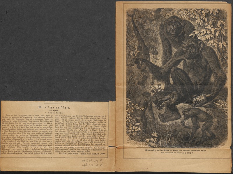 common chimpanzee (Pan troglodytes); DISPLAY FULL IMAGE.