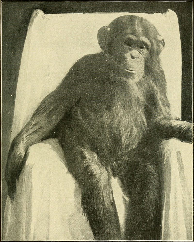 common chimpanzee (Pan troglodytes); DISPLAY FULL IMAGE.