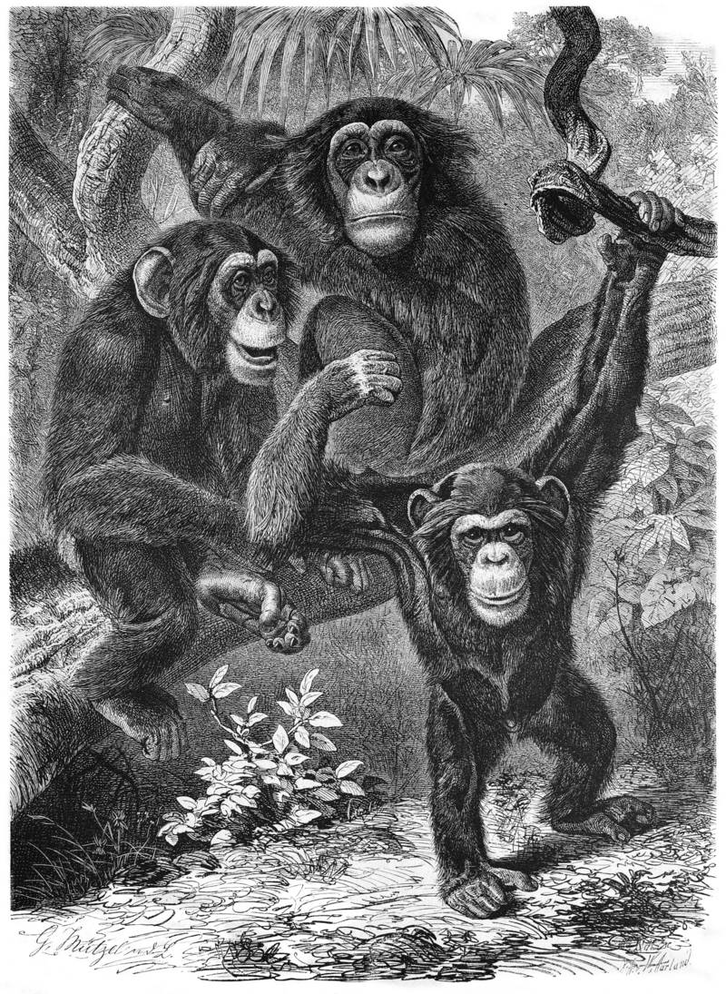 common chimpanzee (Pan troglodytes); DISPLAY FULL IMAGE.