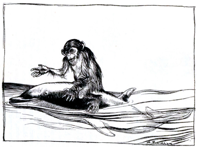 common chimpanzee (Pan troglodytes); DISPLAY FULL IMAGE.
