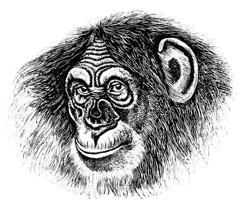 common chimpanzee (Pan troglodytes); DISPLAY FULL IMAGE.