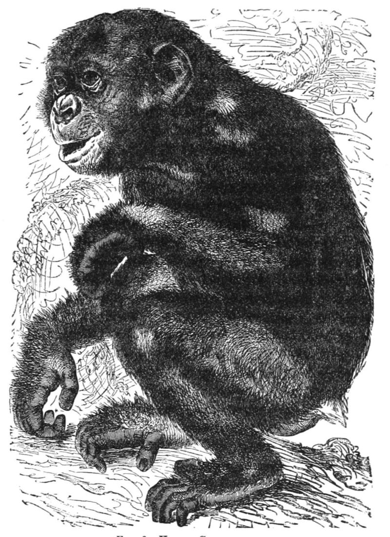 common chimpanzee (Pan troglodytes); DISPLAY FULL IMAGE.