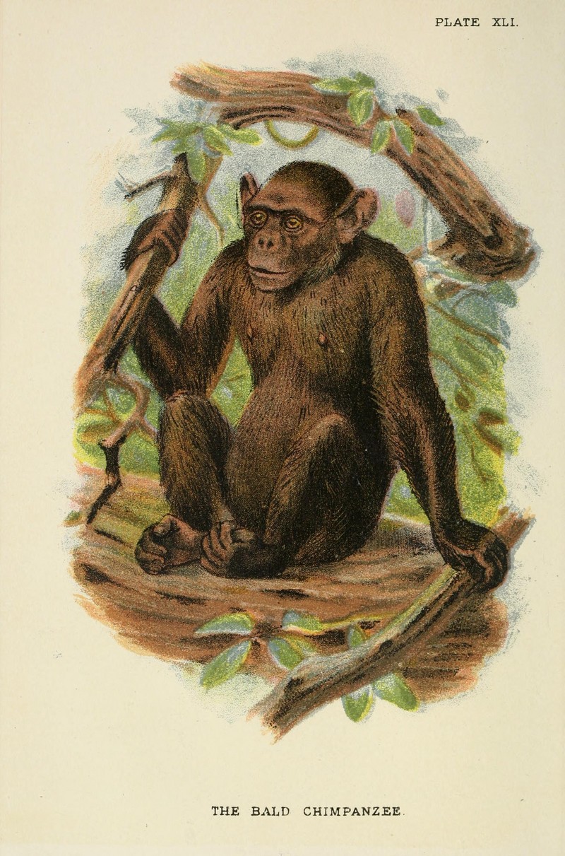 common chimpanzee (Pan troglodytes); DISPLAY FULL IMAGE.
