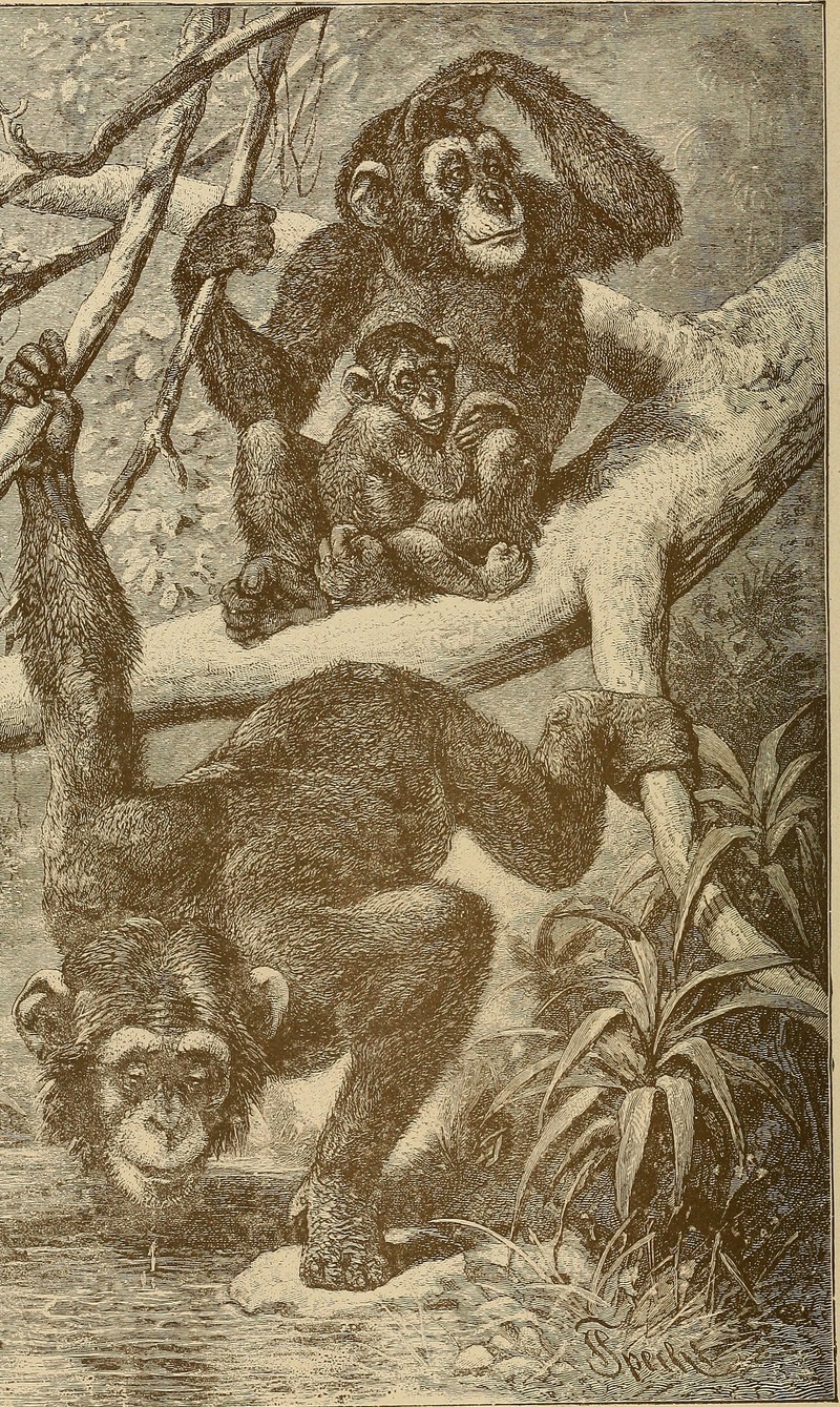 common chimpanzee (Pan troglodytes); DISPLAY FULL IMAGE.