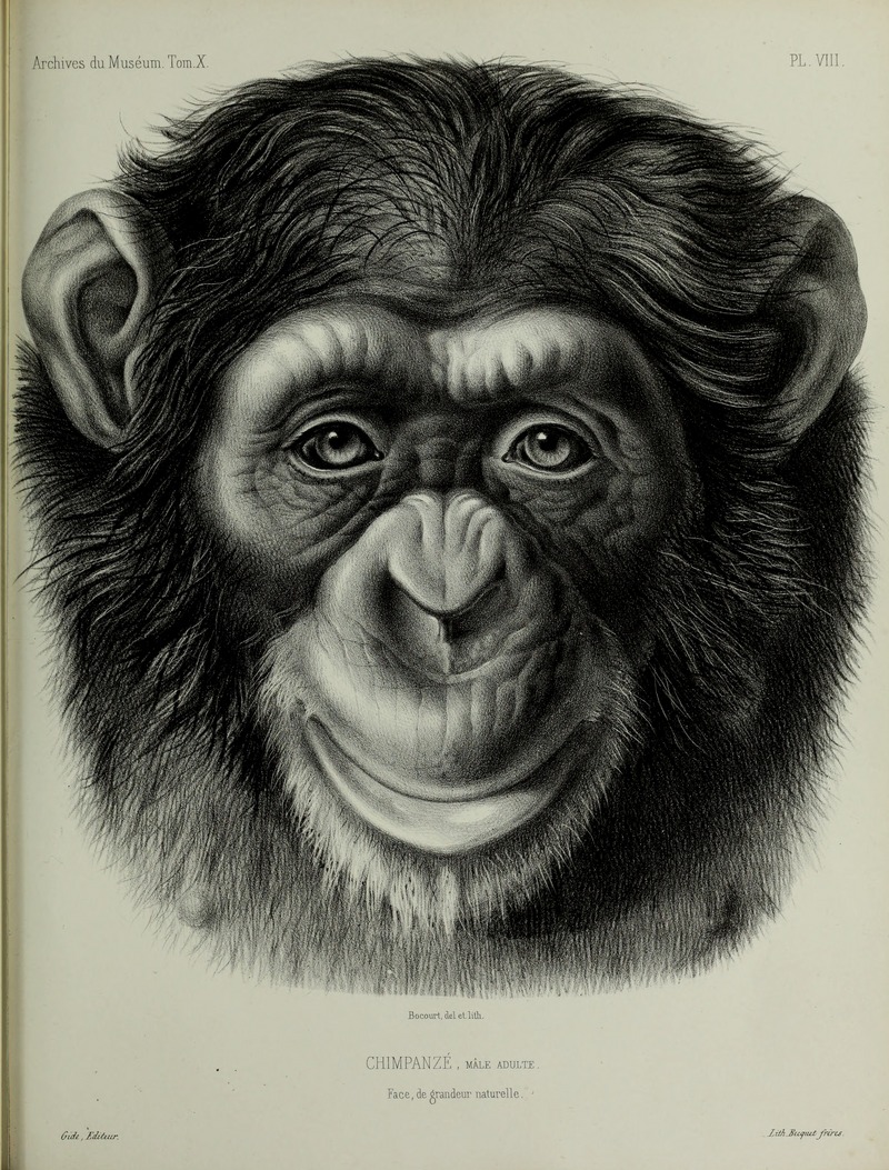 common chimpanzee (Pan troglodytes); DISPLAY FULL IMAGE.