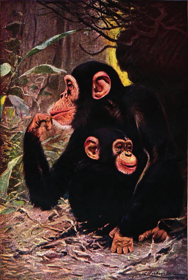 common chimpanzee (Pan troglodytes); DISPLAY FULL IMAGE.