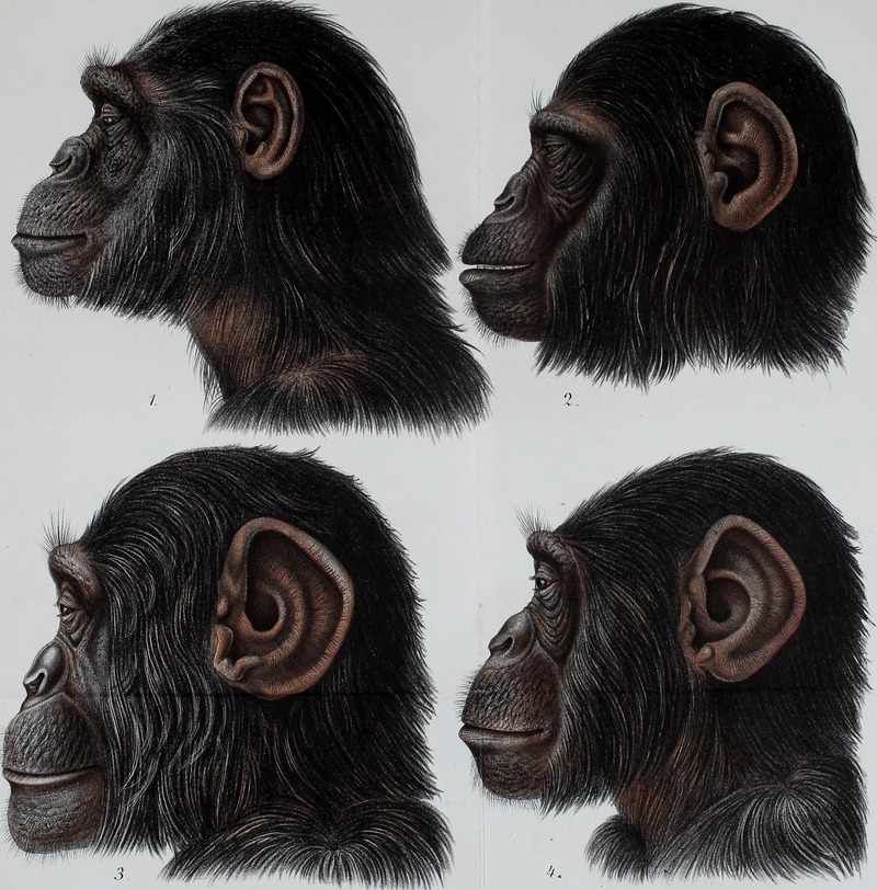 common chimpanzee (Pan troglodytes); DISPLAY FULL IMAGE.