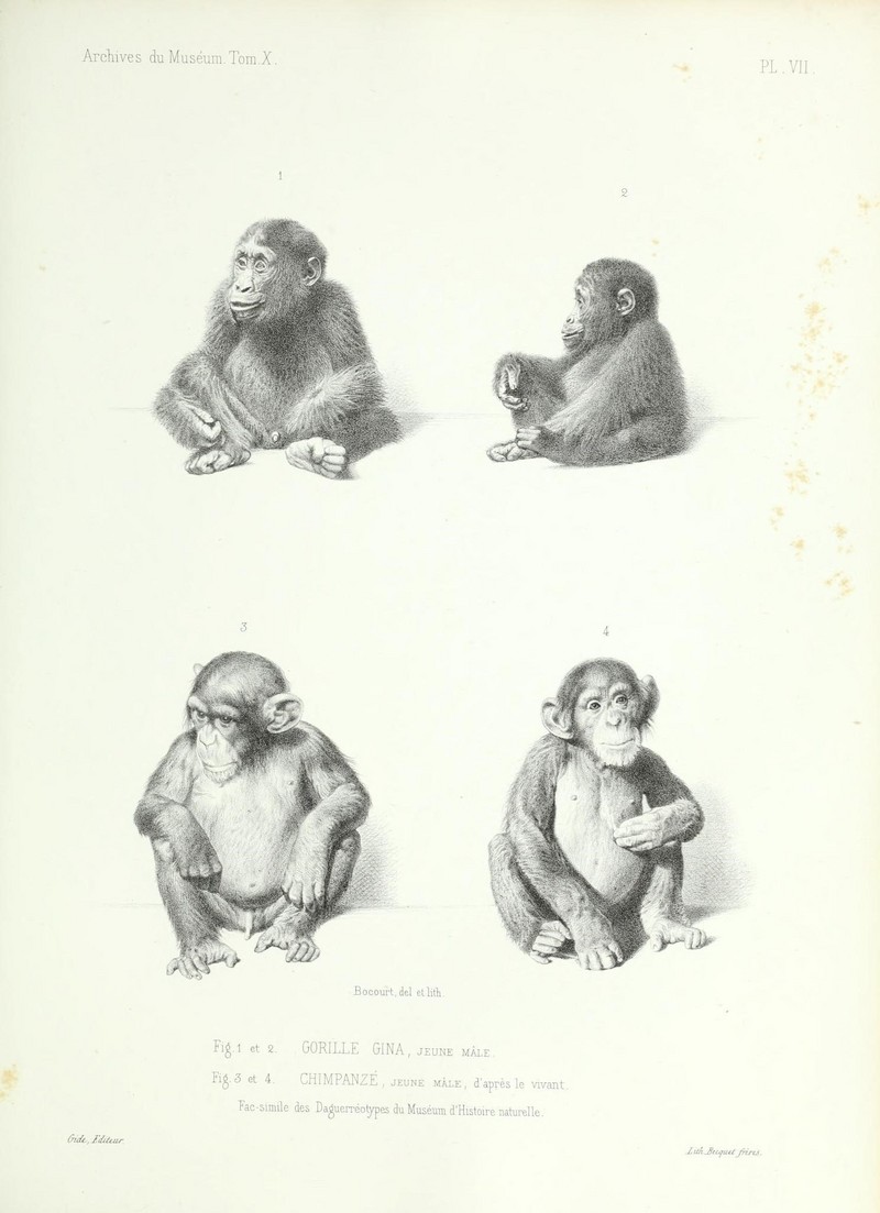 western gorilla (Gorilla gorilla), common chimpanzee (Pan troglodytes); DISPLAY FULL IMAGE.