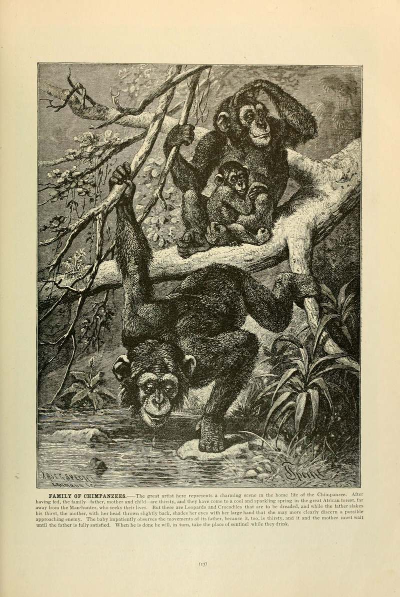 common chimpanzee (Pan troglodytes); DISPLAY FULL IMAGE.