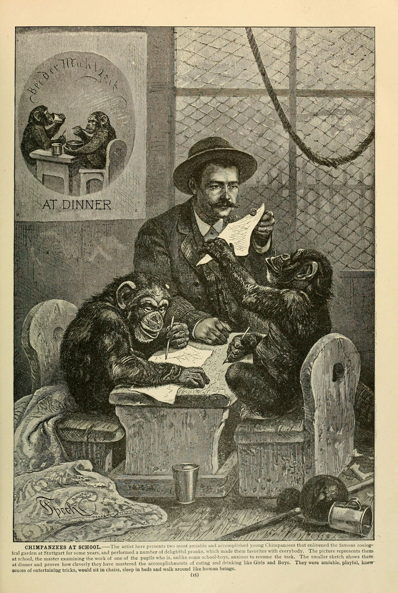 common chimpanzee (Pan troglodytes); DISPLAY FULL IMAGE.