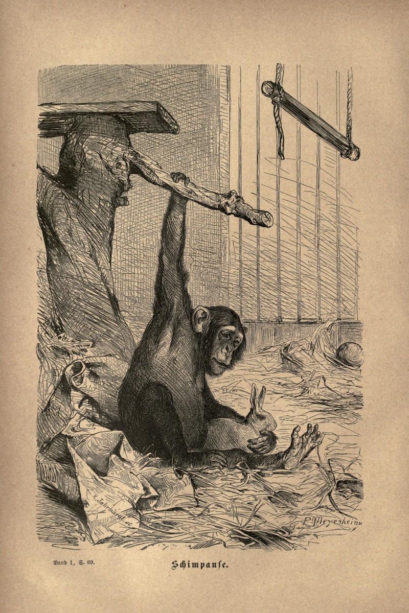 common chimpanzee (Pan troglodytes); DISPLAY FULL IMAGE.