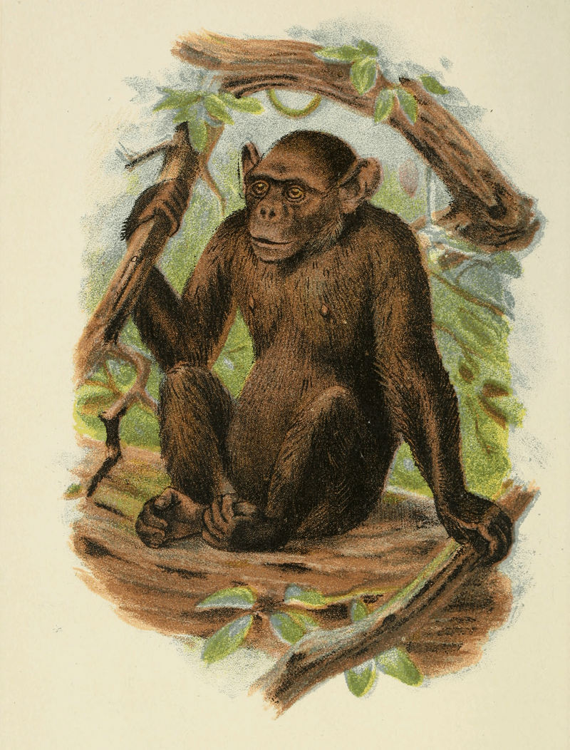 common chimpanzee (Pan troglodytes); DISPLAY FULL IMAGE.