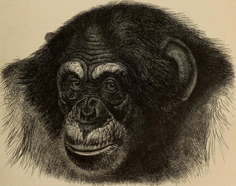 common chimpanzee (Pan troglodytes); DISPLAY FULL IMAGE.