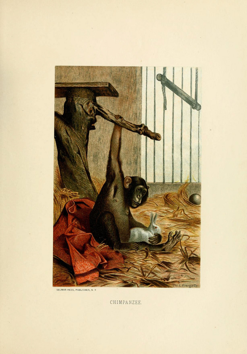 common chimpanzee (Pan troglodytes); DISPLAY FULL IMAGE.