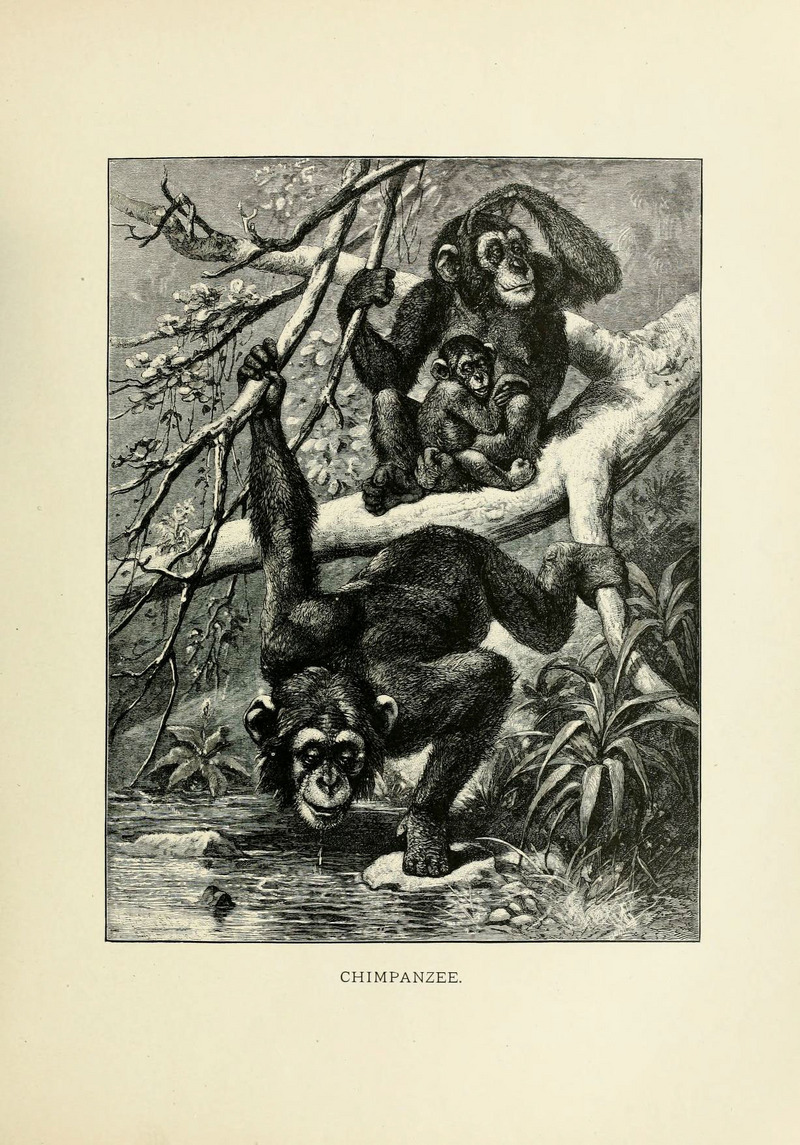 common chimpanzee (Pan troglodytes); DISPLAY FULL IMAGE.