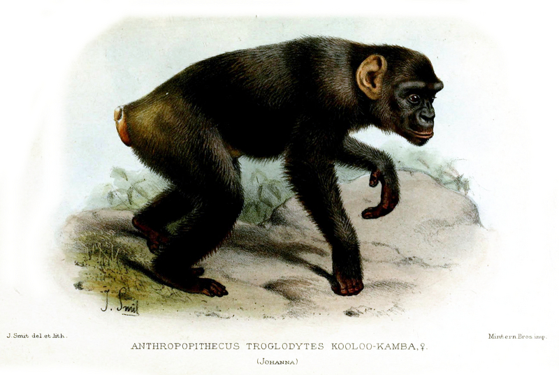 common chimpanzee (Pan troglodytes); DISPLAY FULL IMAGE.