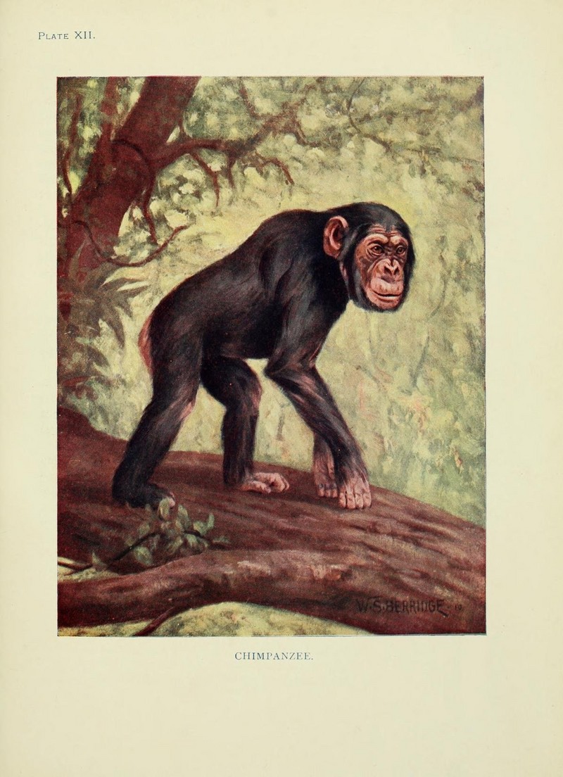 common chimpanzee (Pan troglodytes); DISPLAY FULL IMAGE.