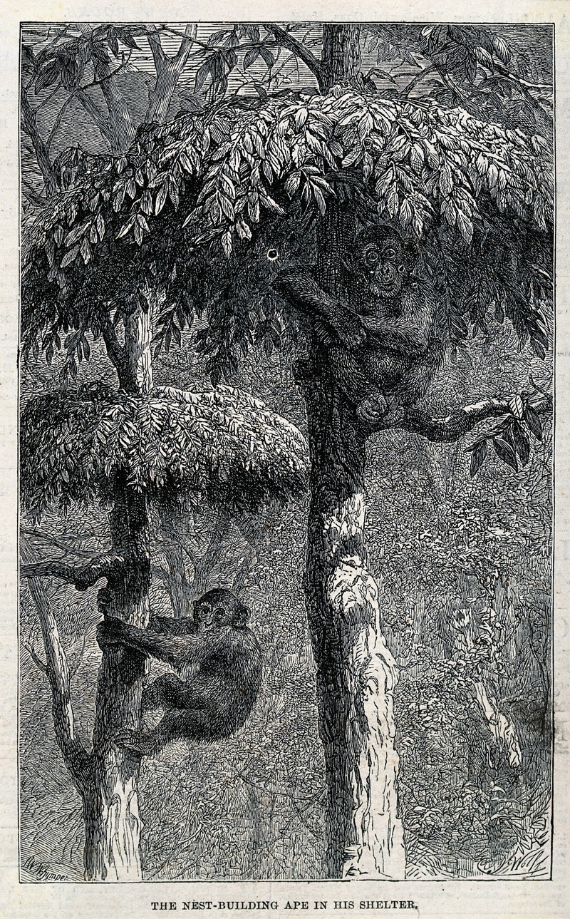common chimpanzee (Pan troglodytes); DISPLAY FULL IMAGE.