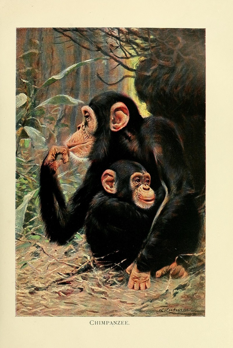 common chimpanzee (Pan troglodytes); DISPLAY FULL IMAGE.