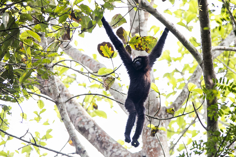 western hoolock gibbon (Hoolock hoolock); DISPLAY FULL IMAGE.