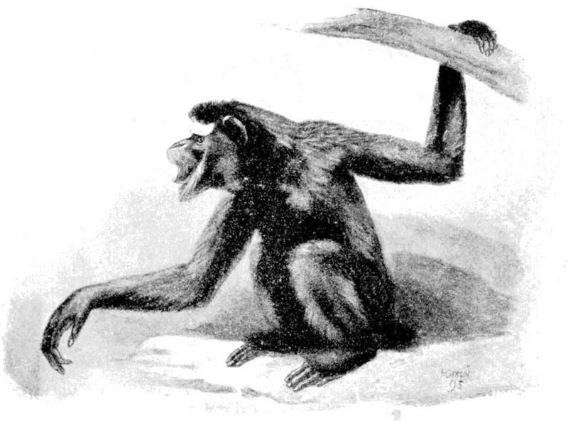 western hoolock gibbon (Hoolock hoolock); DISPLAY FULL IMAGE.