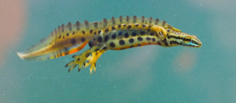 smooth newt (Lissotriton vulgaris); DISPLAY FULL IMAGE.