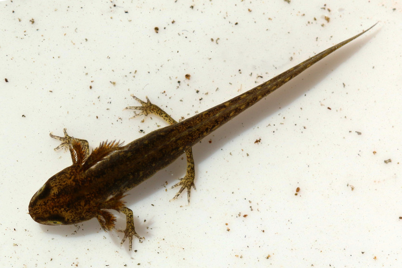 smooth newt (Lissotriton vulgaris); DISPLAY FULL IMAGE.