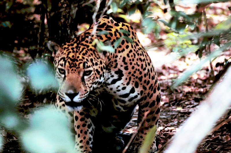 jaguar (Panthera onca); DISPLAY FULL IMAGE.